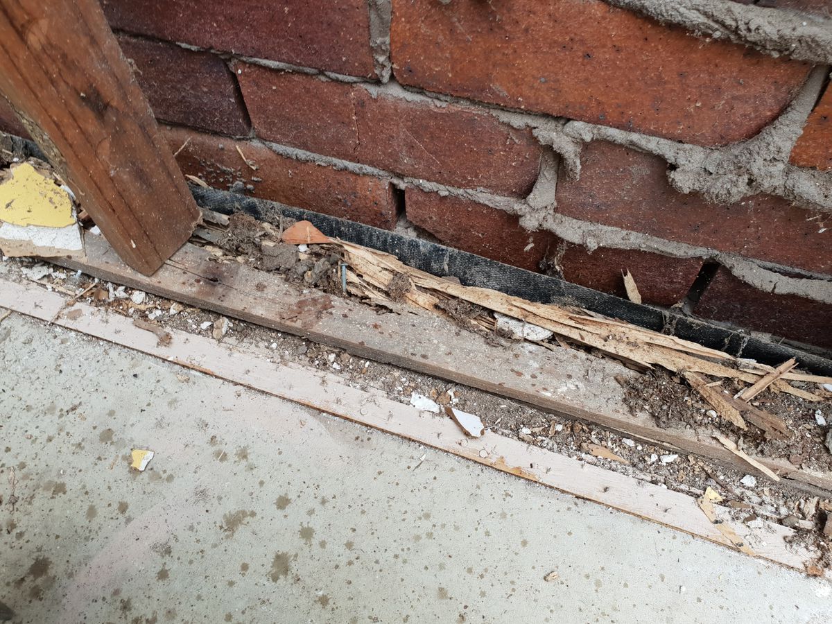 How Does the Cost of Termite Damage Repair Compare to the Cost of Termite
