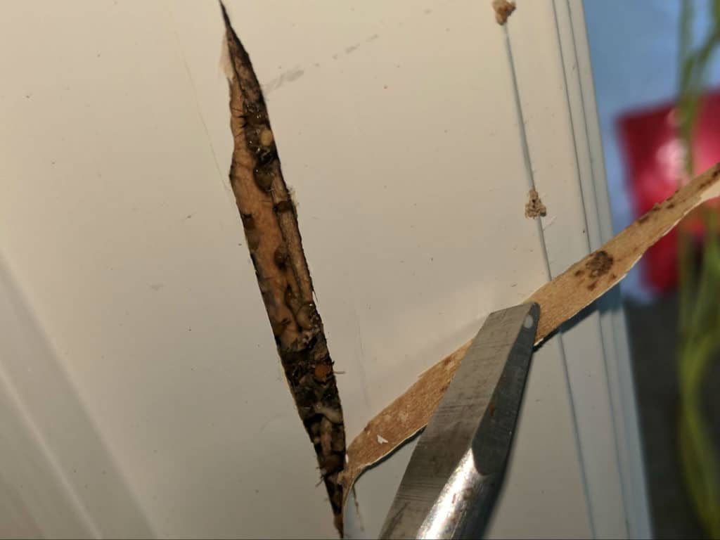 signs-of-termites-termigold-blog-1