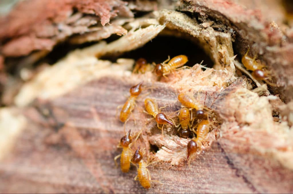 ways-prevent-termites-blog