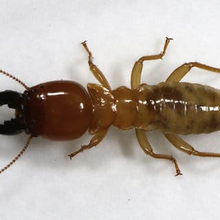 australias-giant-northern-termite-mastitermes-darwiniensis