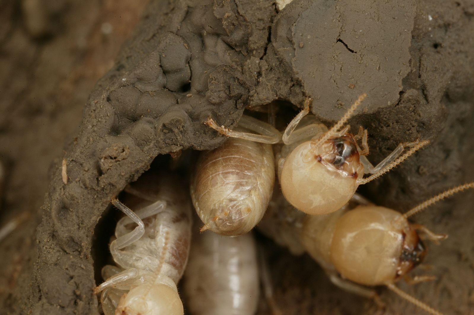 australias-giant-northern-termite