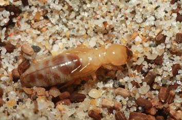 termite-species-in-Australia-dampwood