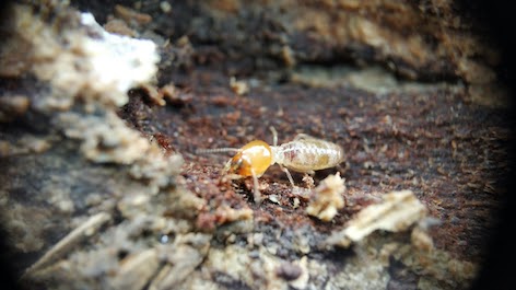 termite-species-in-Australia-drywood