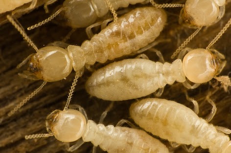termite-species-in-Australia-subterranean