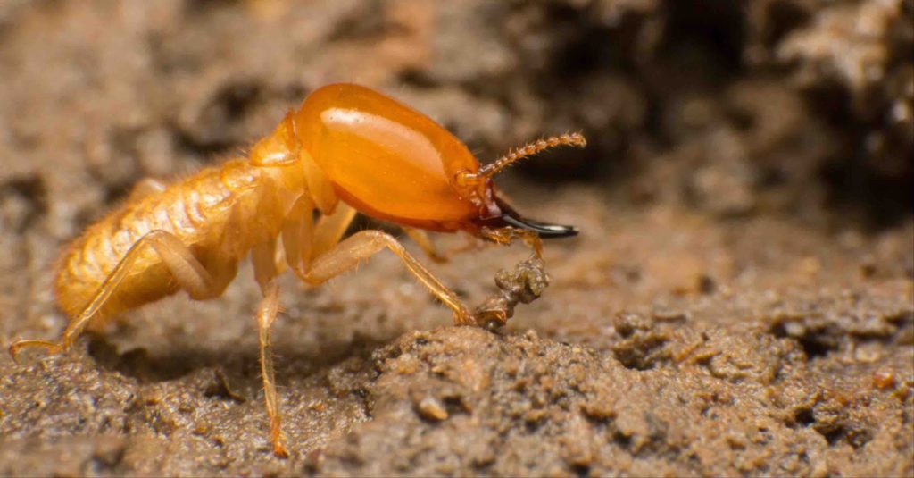 termite activity in winter