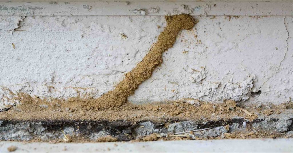 home termite control 1