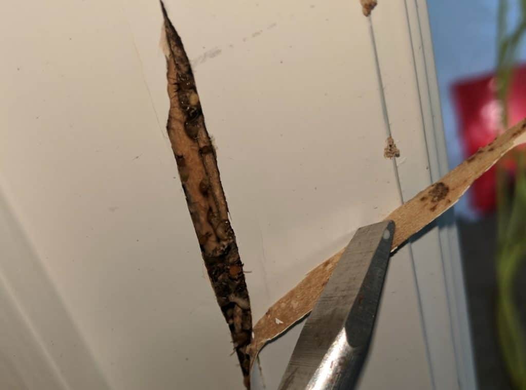 diy termite treatment australia 1