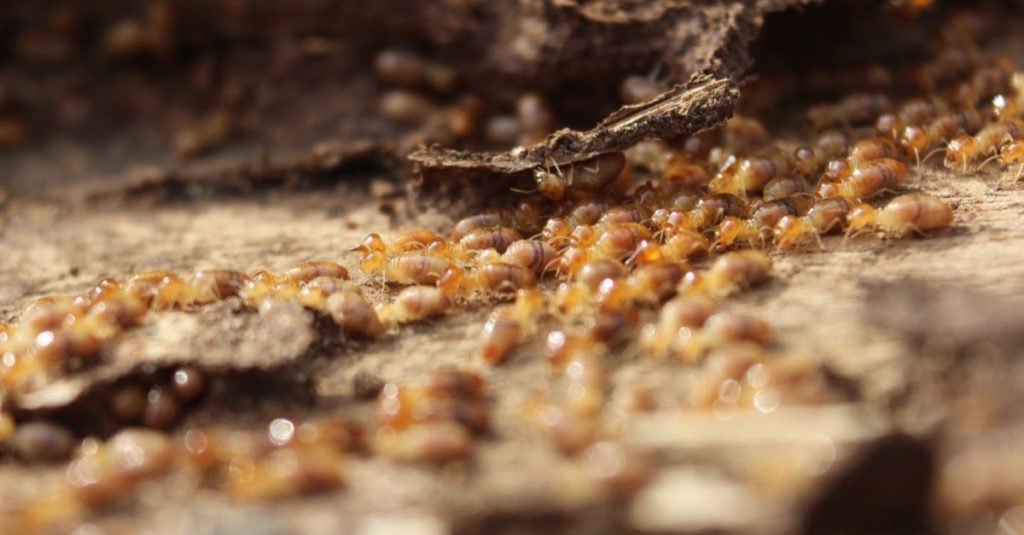 white ant bait stations