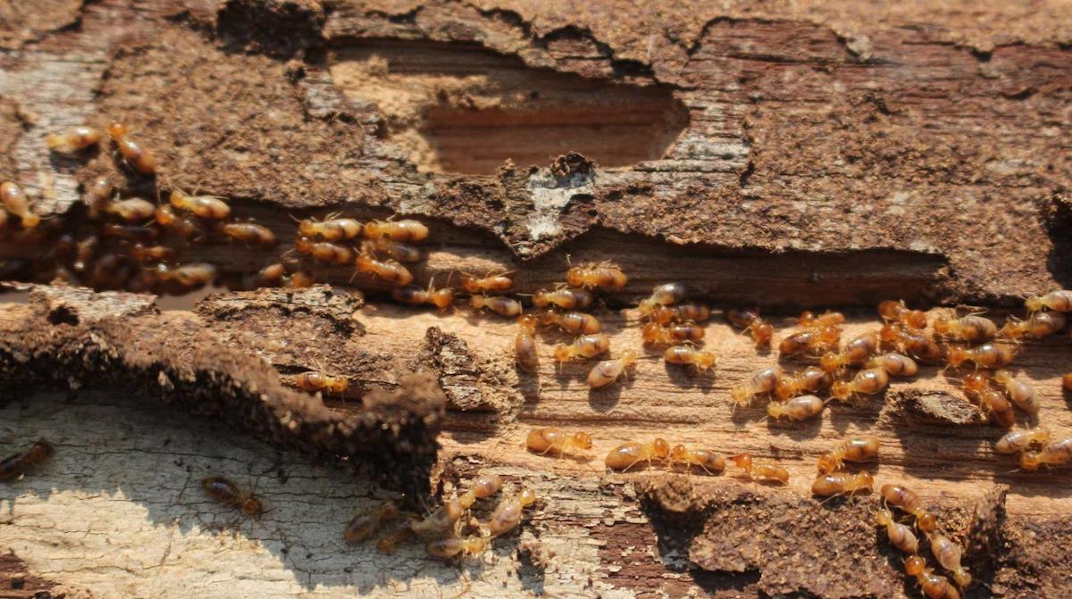 5-essential-tips-to-prepare-for-termite-season